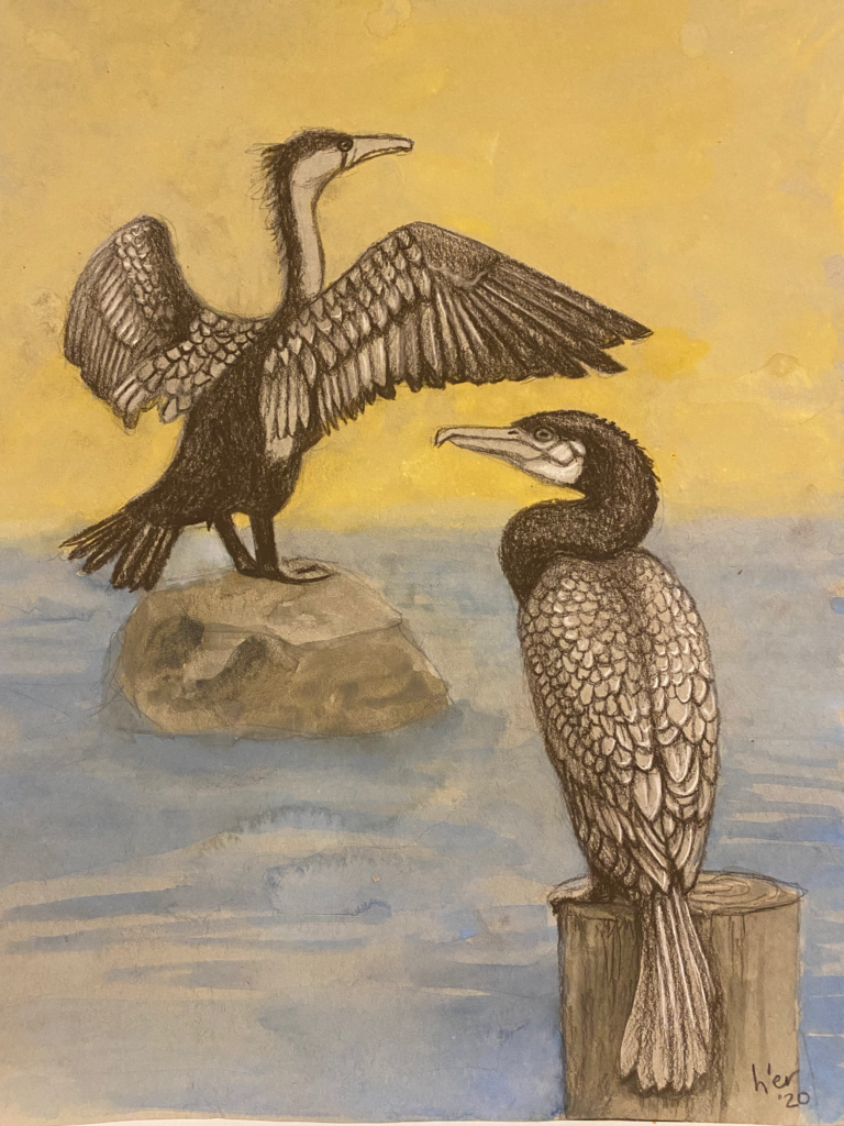 Cormorants (Watercolor and Charcoal)